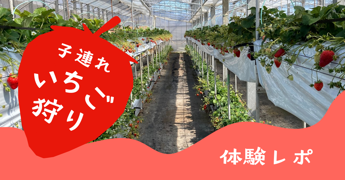 4歳3歳といちご狩り体験！子どもは何個食べる？持ち物・正直な感想をリアルレポ